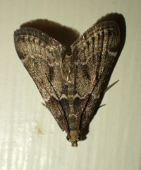 Pyralis farinalis
