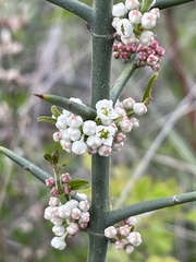 Discaria pubescens