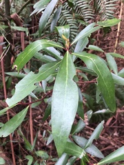 Tasmannia lanceolata