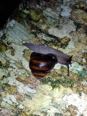 Sphaerospira fraseri