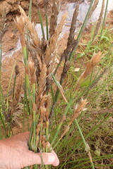 Elegia fistulosa