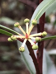 Tasmannia lanceolata