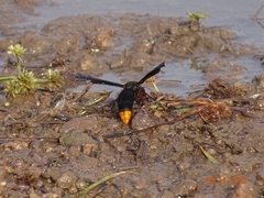 Synagris