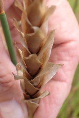 Elegia fistulosa
