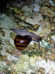 Sphaerospira fraseri