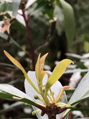 Tasmannia lanceolata