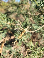 Adenocarpus hispanicus