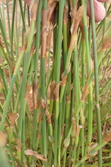 Elegia fistulosa