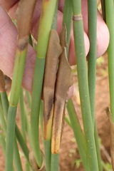 Elegia fistulosa