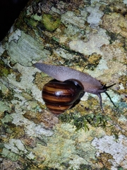 Sphaerospira fraseri