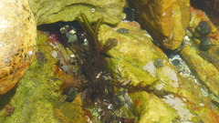 Rhodophyta