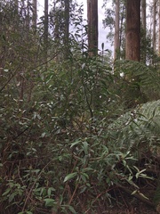 Tasmannia lanceolata