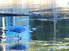 Ardea cinerea