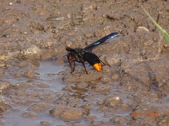 Synagris