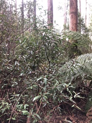 Tasmannia lanceolata