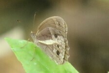 Posttaygetis penelea