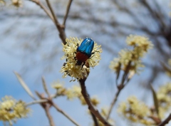 Leucocelis