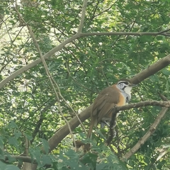 Pterorhinus pectoralis