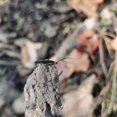 Nothopsyche ruficollis