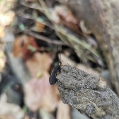 Nothopsyche ruficollis