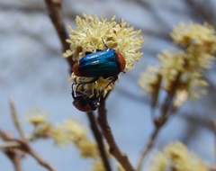 Leucocelis