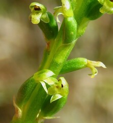Microtis parviflora