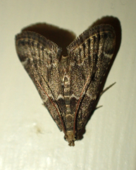 Pyralis farinalis