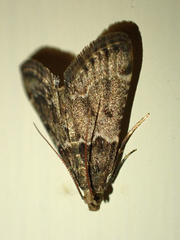 Pyralis farinalis