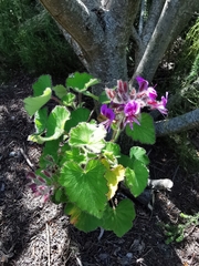 Pelargonium cordifolium
