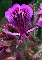 Pelargonium cordifolium