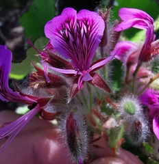 Pelargonium cordifolium