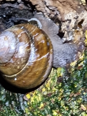 Sphaerospira fraseri