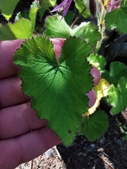 Pelargonium cordifolium