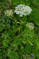 Peucedanum ostruthium