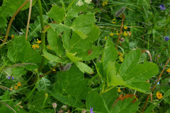Peucedanum ostruthium