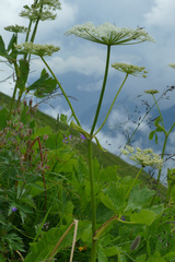 Peucedanum ostruthium