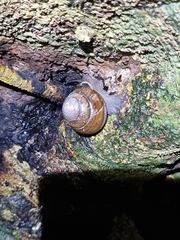 Sphaerospira fraseri