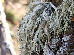 Ramalina fraxinea