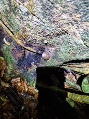 Sphaerospira fraseri