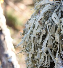 Ramalina fraxinea