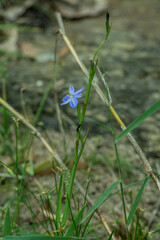 Aristea ensifolia