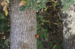 Erithacus rubecula rubecula