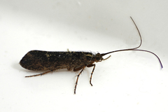 Limnephilus sparsus