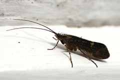 Limnephilus sparsus