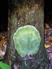 Cryptothecia striata