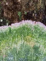 Cryptothecia striata