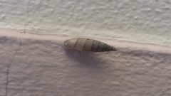 Papillifera papillaris