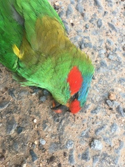 Glossopsitta concinna