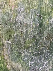 Cryptothecia striata