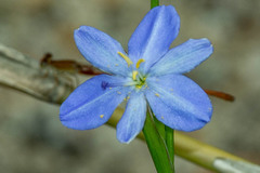 Aristea ensifolia